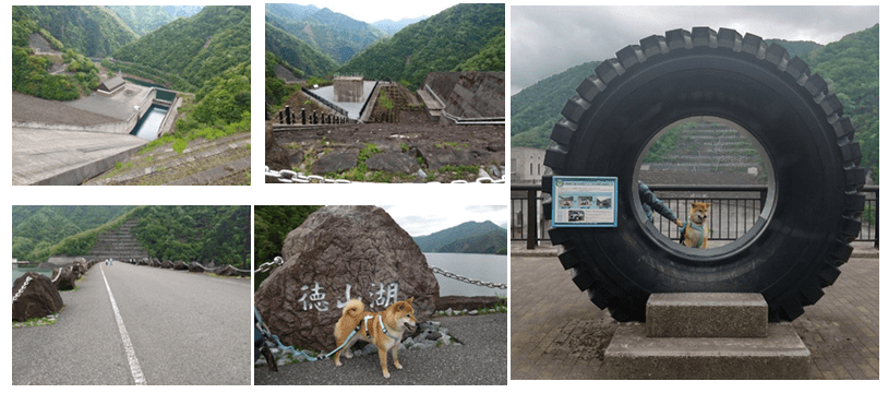 ダムの風景と愛犬の柴犬が90tダンプトラックのタイヤの内側から顔を出して記念撮影